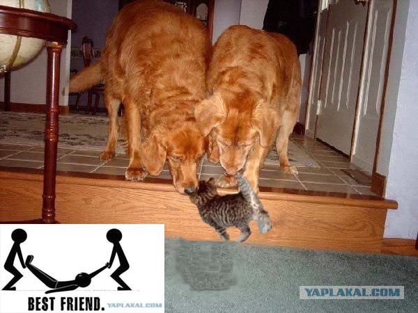 Фотожаба: Лучший друг