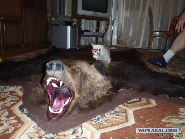 Таксидермия + наркомания