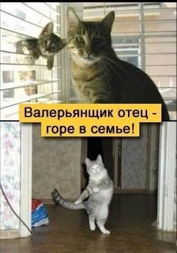 Шерстяной любитель вина
