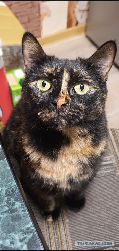 Даешь котовторник!