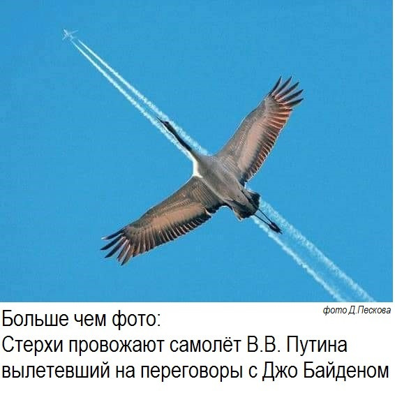 Всяческие картинки 18.06.2021
