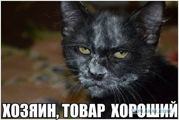 Коты и сахар