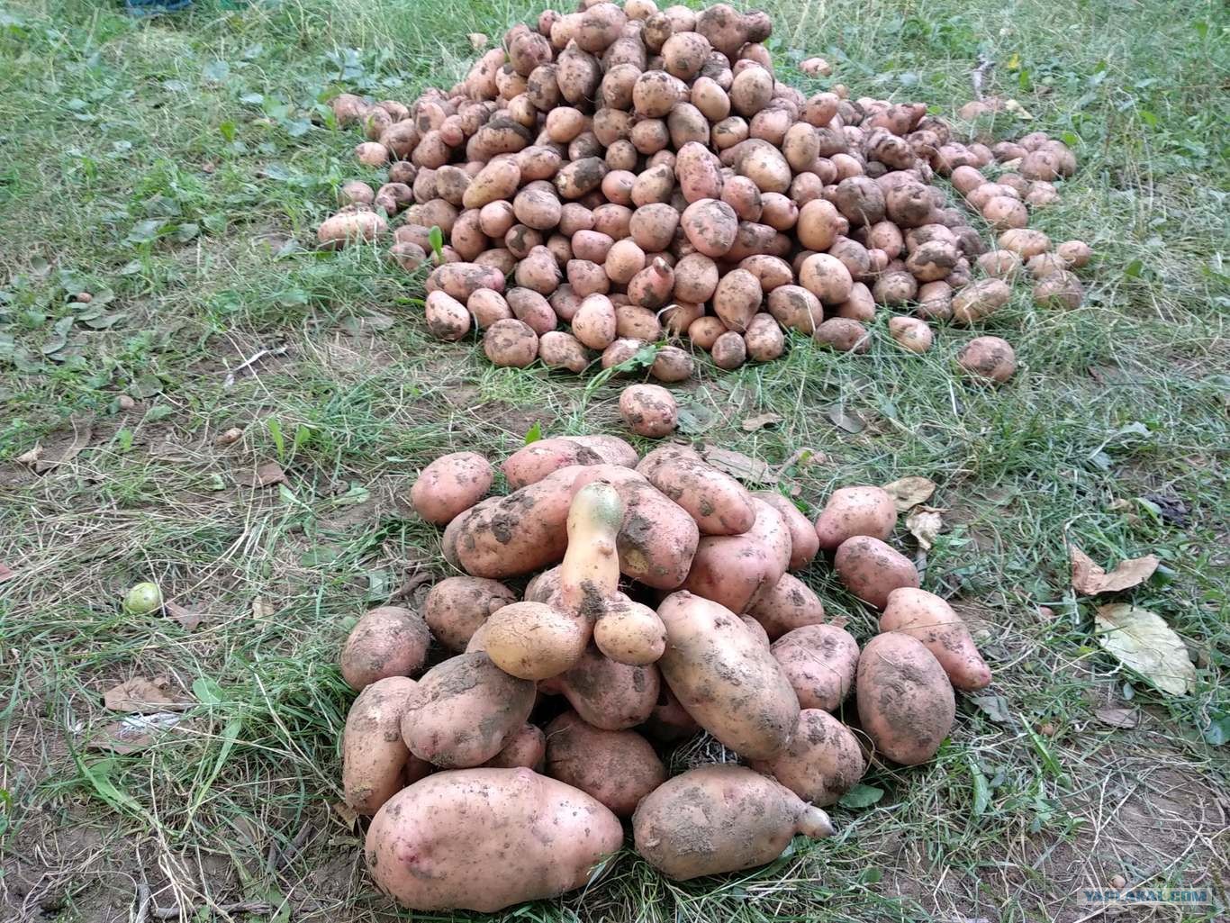 Какой урожай картошки. Урожай картофель 2022. Урожай мелкой картошки. Картошка новый урожай. Рекордный урожай картофеля.