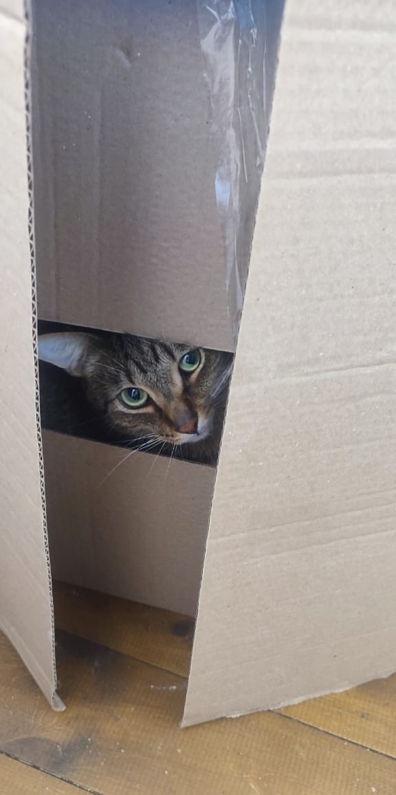 Котовторник. Было - стало