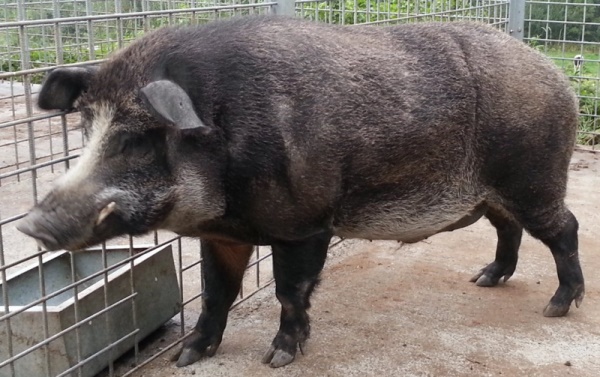 Чем домашняя свинья отличается от дикого кабана?