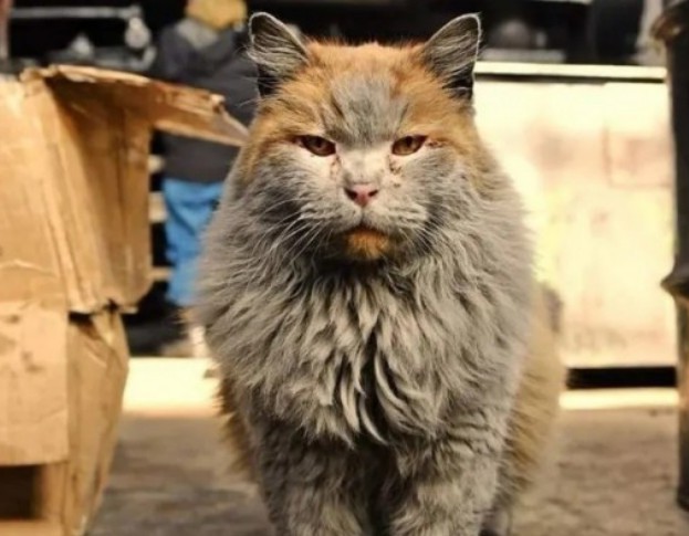 Коты пролетарии