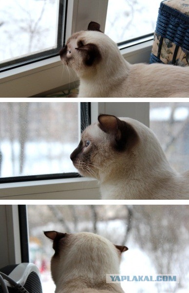 Кошачья пантомима