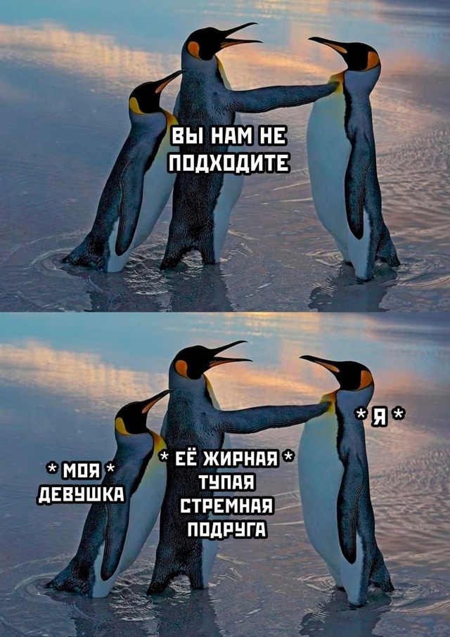 Весёлый полтишок 01.11.24