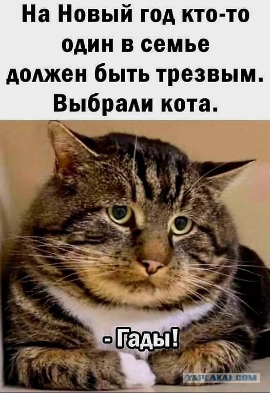 Веселые картинки в понедельник (23.12)