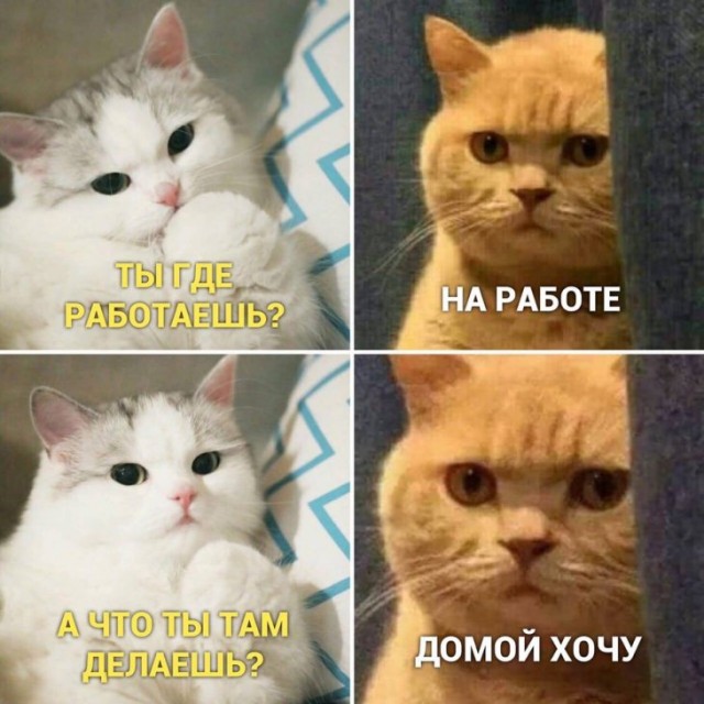 К котовторнику: подборка картинок-баянов с котиками и про котиков. Выпуск 6