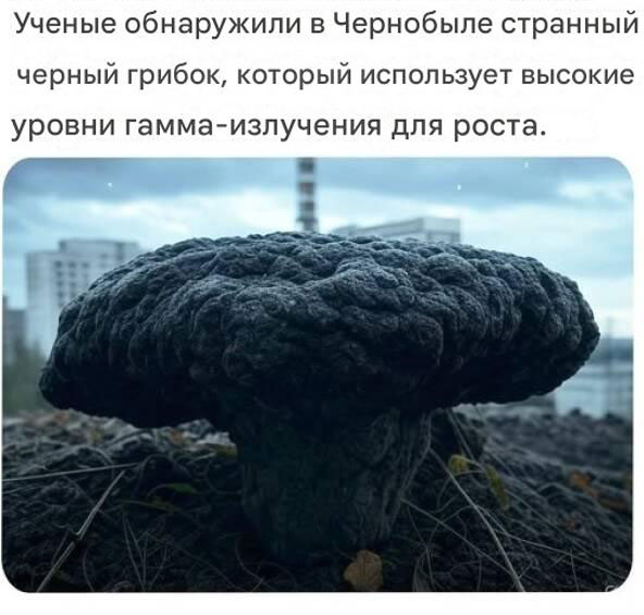 Белый слон и другие картинки