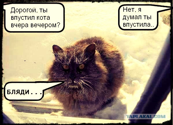 Счастливый кот прыгает и играет в снегу