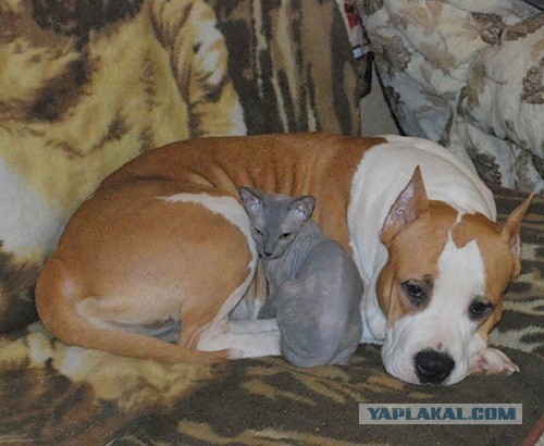 Посвящается противникам бойцовских пород