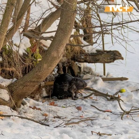 Бобр с Черной речки,местная достопримечательность Петербурга.