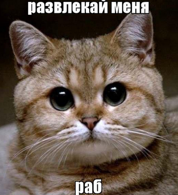 Как объяснить коту что...