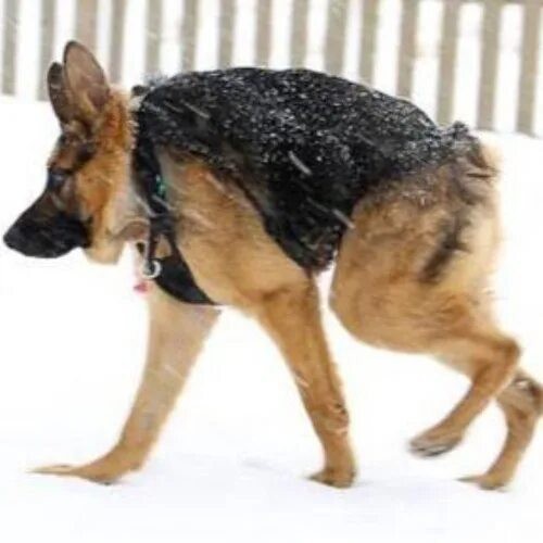 Недоенот