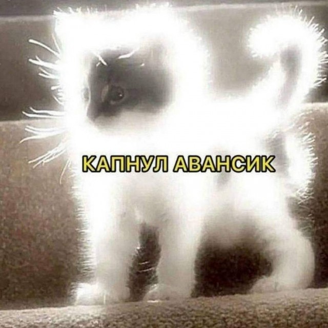 К котовторнику: подборка картинок-баянов с котиками и про котиков. Выпуск 44.