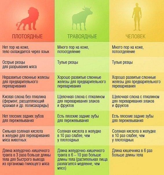 Страшный сон вегана