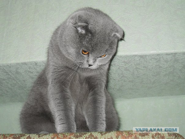 Котовторник 26.11.2013