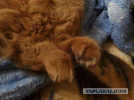 С Котовторником!