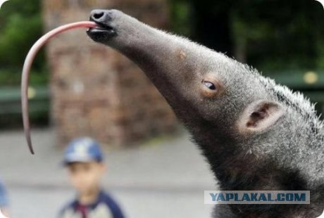 Что за чудо такое?