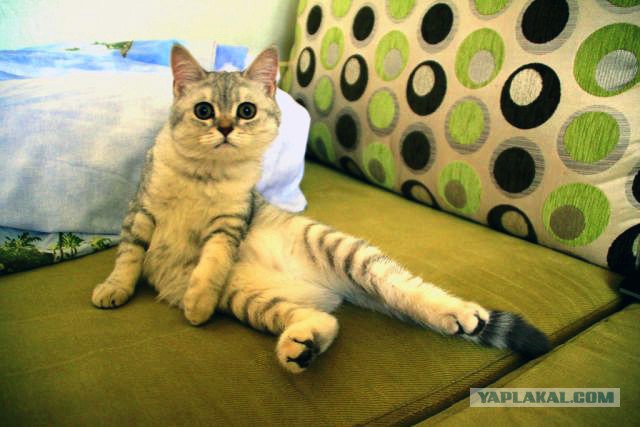Вот такая кошечка..