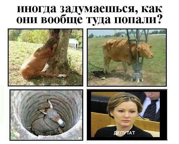 Подборка весёлых картинок
