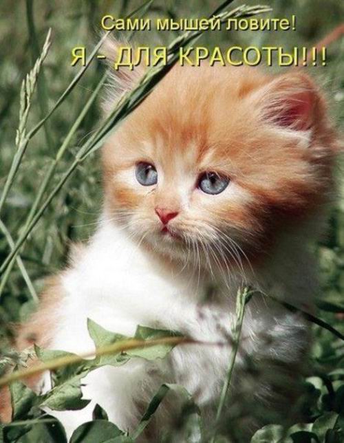 1 марта в России отмечают день кошек.