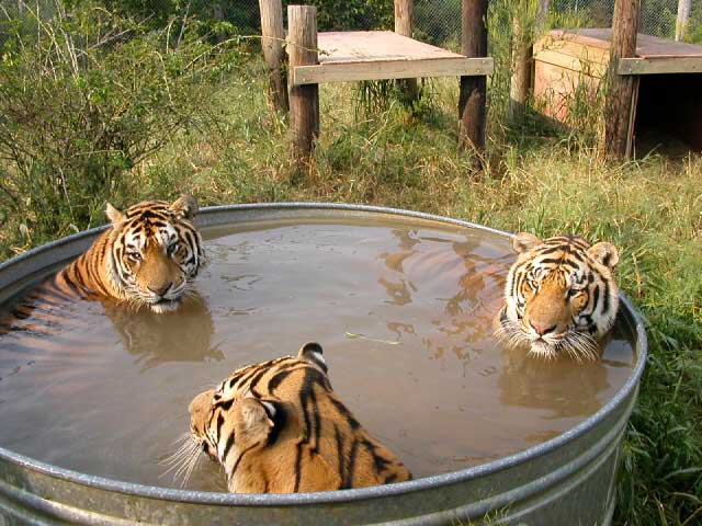 Не все коты одинаково не любят воду