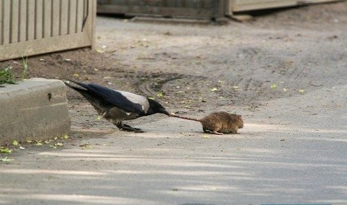 Наглые пернатые морды