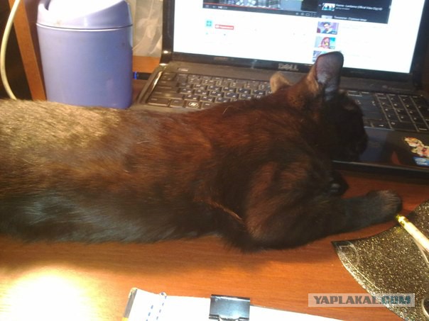 Котовторник