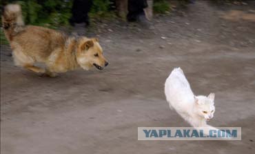 Мужчину загрызла стая бродячих собак
