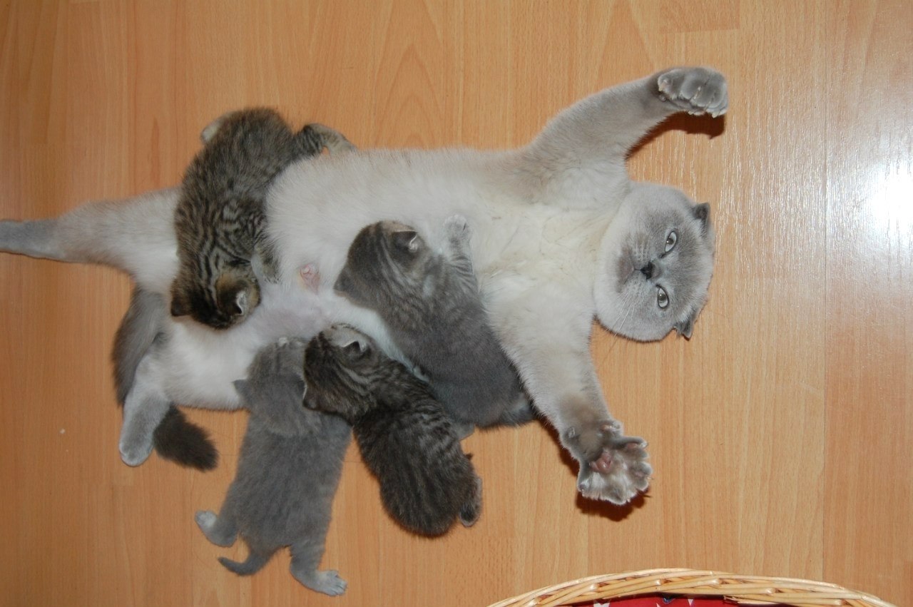 Звук кошки мамы котятам. Радости материнства приколы. Уставшая кошка с котятами. Уставшая мама кошка с котятами. Мама кошка и котенок.