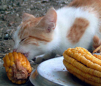 Коты, кошки, котята