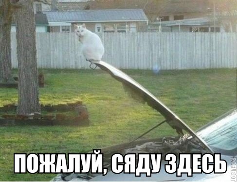 Котики - 3