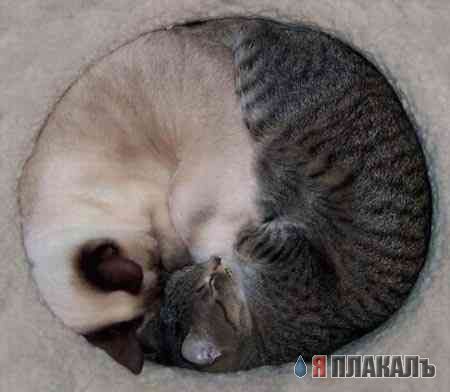 Коты, кошки, котята