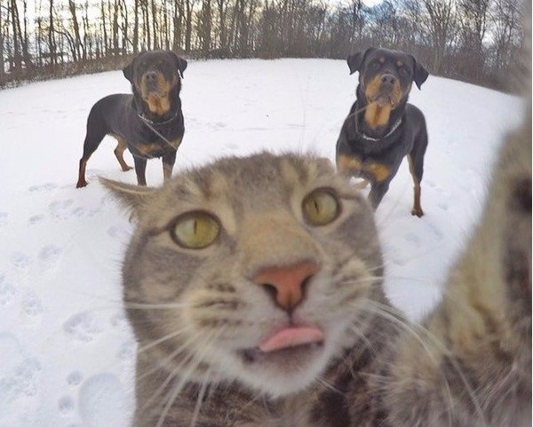 Котовасия ;)