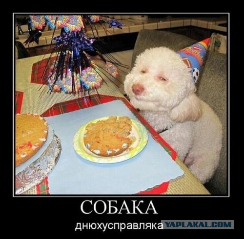 Собакены «с человеческим лицом» :)