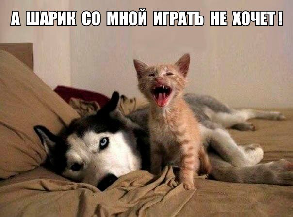 Прикольные животные