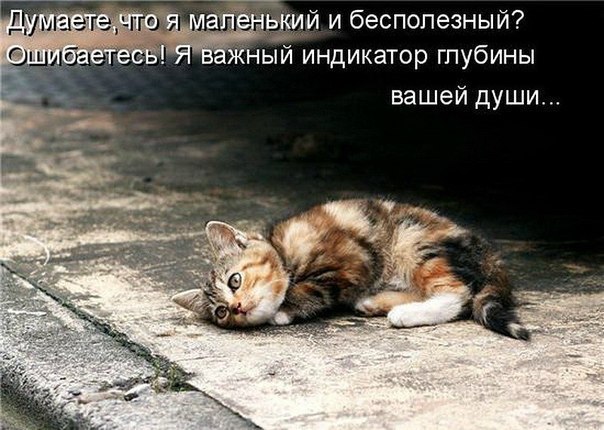 К котовторнику) До и после