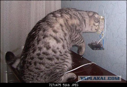 19 бесподобных котов, которые родились, чтобы прославиться.