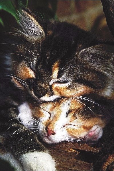 Коты из сети