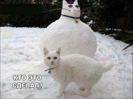 Коты из сети
