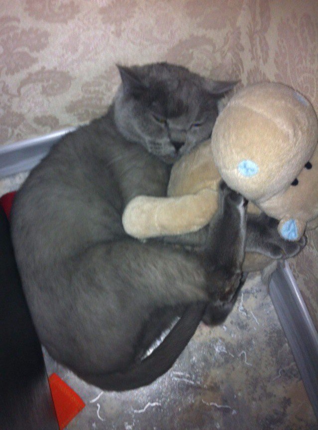 Коты из сети