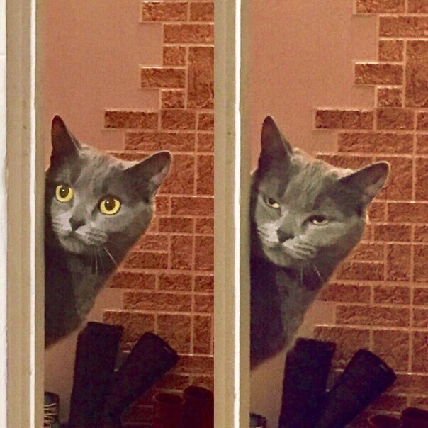 Коты из сети