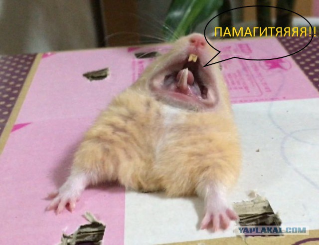 "Это все потому, что кто-то слишком много ест!"