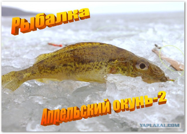 Рыбалка. Апрельский окунь-2.
