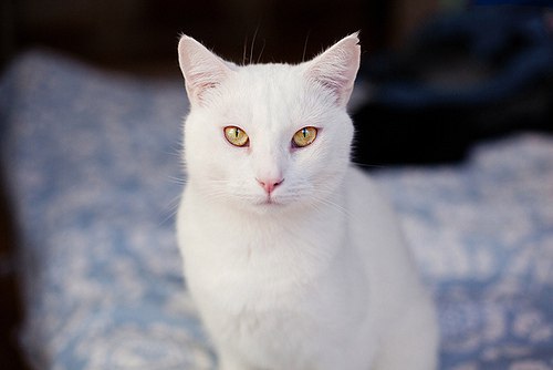Коты и Кошки
