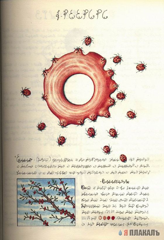 Codex Seraphinianus - что курил автор?