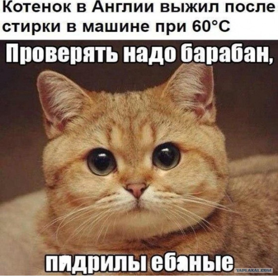 Кот пидрила